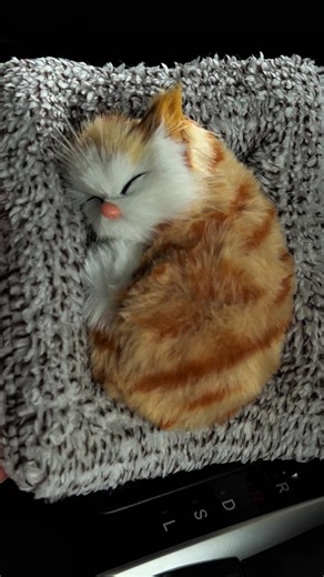 #oyen #kucing #hiasankereta #hiasandashboard #kucinglucu