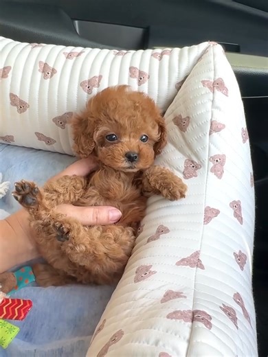 🚨🐶 STOP SCROLLING! What if I told you… you can adopt a Mini cockapoo puppy for FREE? 😍💖 Yes, you read that right—these cuties are looking for forever homes 🏡✨ All you cover is a small delivery fee. 👉 Comment “PUPPY” or DM us now before they’re gone! ⸻ @everyone Hashtags: #FreeAdoption #MiniGoldendoodle #GoldendoodleForAdoption #PuppyAdoption #AdoptDontShop #GoldendoodleLove #ViralPuppy | Cockapoo puppies for Adoption and Rehoming