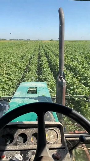 #stitch with @balginbek_17_07 This kind of cutting the cotton top might cause lots of vegetation suckers growing below the cutting line, he might need spray Ethrel to burn the suckers so that they stop growing and competing the nutrition with the already emerged squares and bolls. #cotton #cotton23 #farming #cottonfarm #harvesting #fyp @Казыбек Калжанов 93 @paulskinner795 @balginbek_17_07