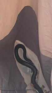 11K views · 71 reactions | Red Belly Release This is a much better spot for a snake than a back yard. Lights, camera, cicadas! #WILD #Conservation #Australia #snakecatcher #ecologist #snake #Sydney #bush #nature #creek #native #animal #animallover | Wild Conservation | Facebook