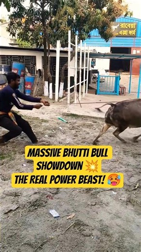 Massive Bhutti Bull Showdown 💥🐂 The Real Power Beast! 🔥 #cow #গরুর_হাট #bhutti #ox #bull #animal 🐮🐄