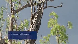 12K views · 103 reactions | Our team in Far North Queensland has been keeping an eye on nesting Palm Cockatoos for over 5 years, monitoring their breeding success around our Weipa operations. This little guy is the latest fledgling to leave the nest | Rio Tinto | Facebook