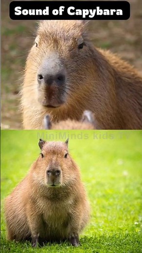 Sound of Capybara | Capybara sound | Animal sounds | #animalsounds #shorts #capybara #capybarasounds
