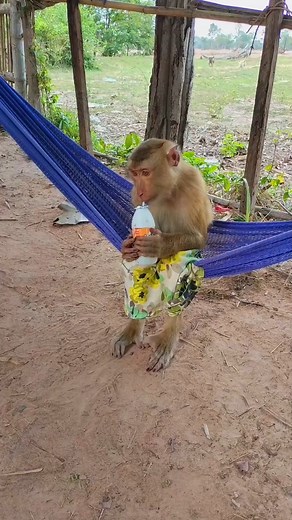 Monkey Buy Milk & Drink Himself | Amazing TV