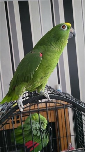 Funny Amazon Parrot #birds #parrot #funnyparrot #funnyvideo #funnyparrottalking #amazonparrot