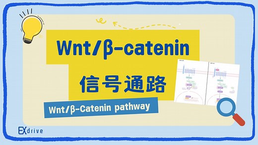 实验科普｜Wnt/β-catenin 信号通路秒懂！