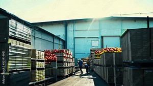 Delivery of harvest to the fruit market. Vegetable warehouse