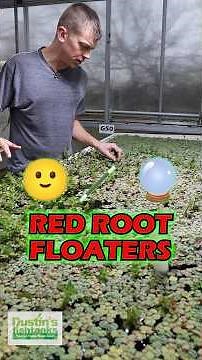 HOW TO MAKE Red Root Floaters MORE RED 🔴