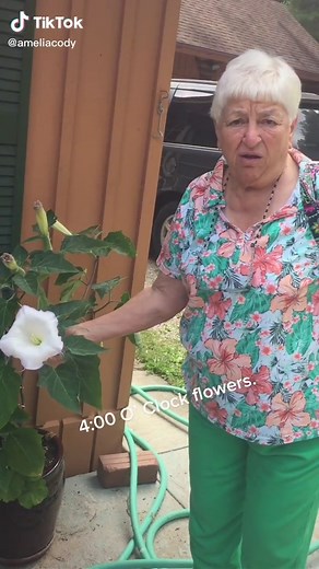 4 O'Clock Flowers: A Guide to Growing Anything in Your Garden