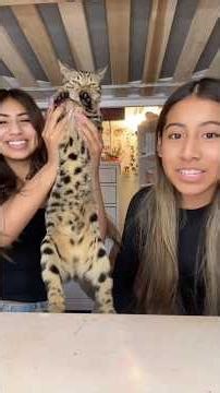 Pt.1 Cousin #trend #cat #duo #fyp #viral #shorts #cousin #grwm