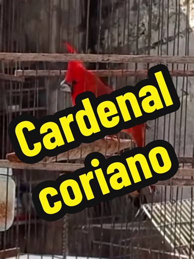 Disfruta el canto del Cardenal Coriano