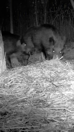 Wild boars fighting and destroying my trail camera at night.