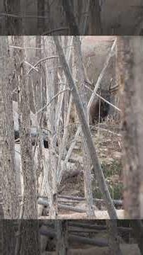 Threading a shot through the timber😳 #elkhunting #hunting #elksheds
