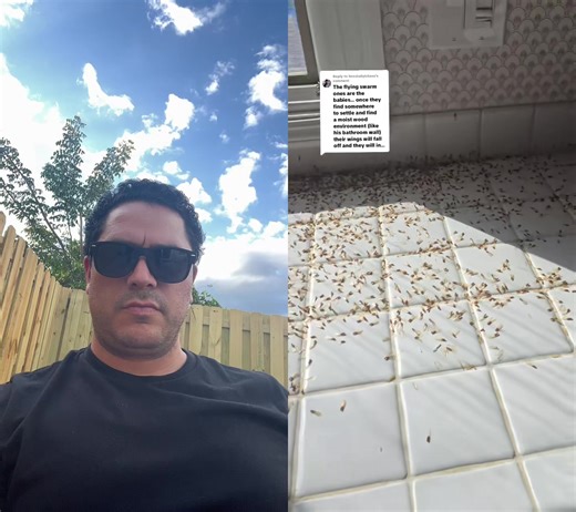 Effective Termite Fumigation Techniques