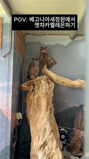 가평베고니아새정원에서 멧챠카멜레온을 해보았습니다🦎🌿 #가평베고니아새정원