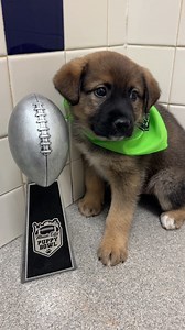 5K views · 337 reactions | We’re pawsitively thrilled for the...