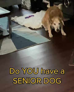 204K views · 8.8K reactions | Say Goodbye to Limping: Expert Dog Trainer shares the secret to helping your senior dog regain mobility | Wuffes | Facebook