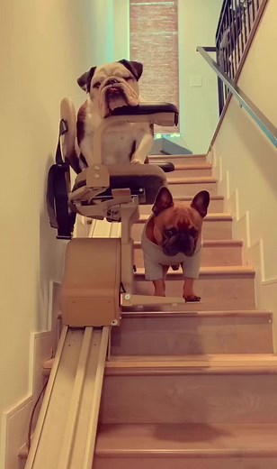Hilarious Dog Struggles to Get Down the Stairs
