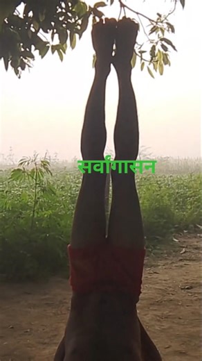👉 “1 मिनट में सीखें सर्वांगासन | Powerful Yoga Pose 🧘‍♂️🔥” #sortsviralvideo #yogashort #yoga#fitness