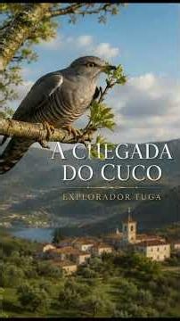 A Chegada do Cuco short