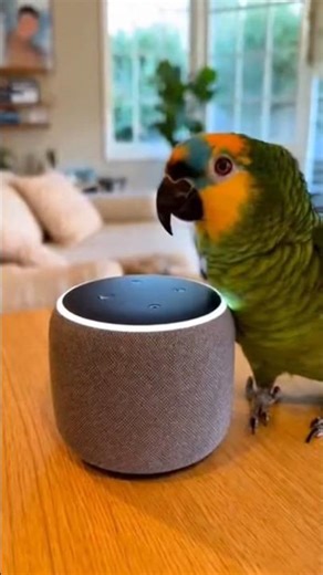 Parrot Activates Music Speaker and Breaks Into a Dance Party