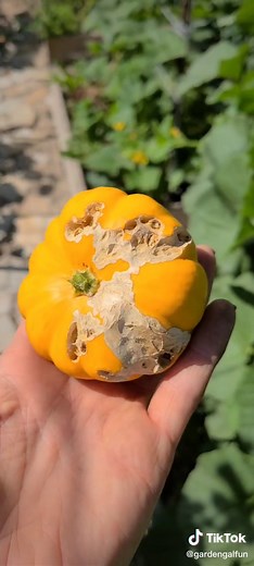 Managing Earwig Damage in Your Backyard Garden