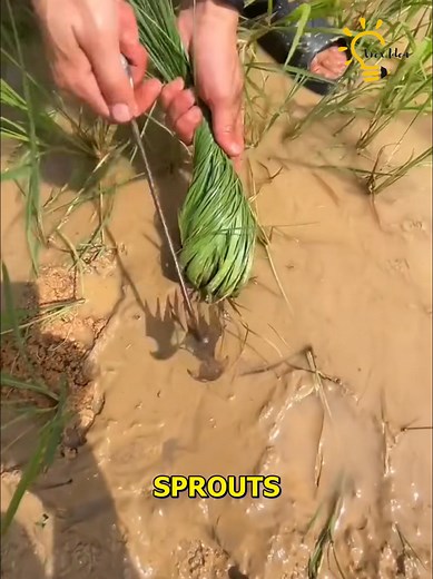 17K views · 13 reactions | How to Plant Rice A Quick Guide | Home Items | Facebook