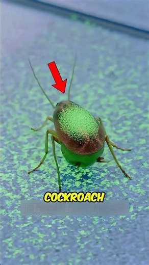 You’re Getting Rid of Roaches the Wrong Way 🪳😱 #shorts