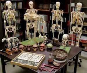 What is Archaeological Anthropology