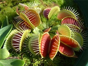 Insectivore - Alchetron, The Free Social Encyclopedia