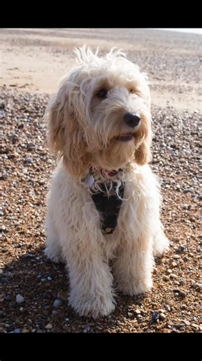 Cockapoos are clever and busy because of their genetics — not because they're naughty. They’re a mix of Cocker Spaniel and Standard Poodle, both breeds created to work closely with people. Spaniels bring energy and enthusiasm. Poodles bring problem-solving and fast learning. That’s why Cockapoos learn quickly… and get bored just as quickly. They don’t need endless exercise. They need training, structure, and rewards that use their brains. Get that right, and they’re wonderful dogs to live with.