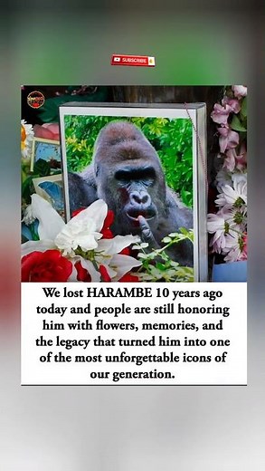 🥺🦍People honor Harambe 10 years later🌹 and the internet’s most unforgettable icon🦍 #harambee #shorts
