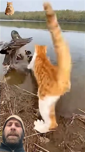 snake attack duck cat says ducks