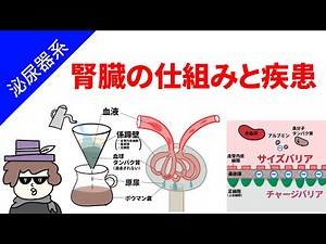 腎臓の仕組みと疾患（糸球体濾過膜を理解する）