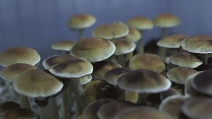 Ohio State growing psychedelic mushrooms for research