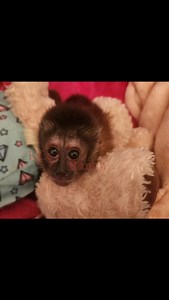 Baby female capuchin ready to go home #primates #female #capuchin #monkey #baby #sweetness #prettygirl | KCs Ranch
