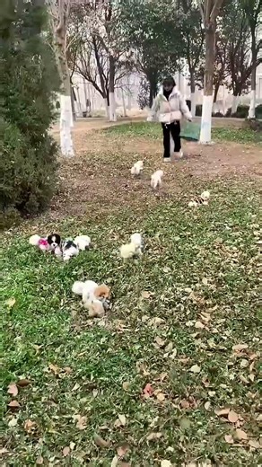 Where did the teacup dog go #cute #pets #funny