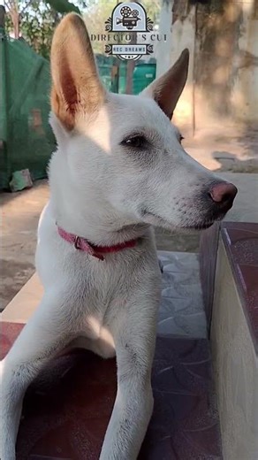 ஹவுஸ் வைஃப் `பும், தண்டச் சோறும்.., #funny #comedy #shorts