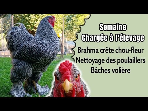 breeding of Pekin and Brahma ornamental chickens