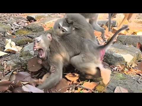 Omg! Libby fighting Lauy! What's wrong why Libby doing like that!