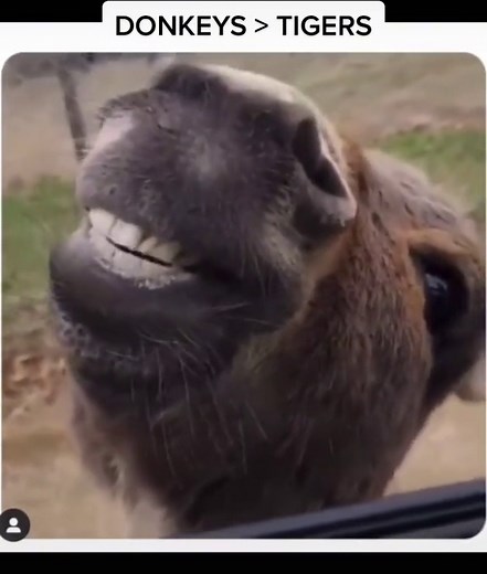 Funny Donkey Memes and Tiger Voiceovers