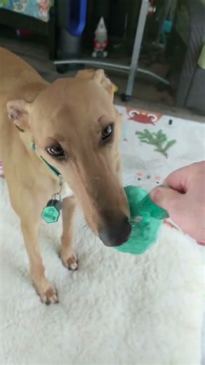 Griffin Flipping and Catching His Toy!