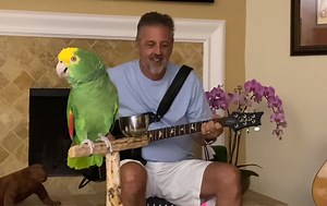 Watch Tico the parrot cover Led Zeppelin, Van Halen, U2, Coldplay, and so many more. He KILLS it! | Alan Cross