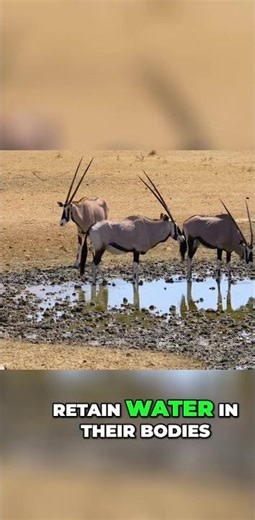 Oryx Survival Secrets: How They Thrive in Harsh Desert Conditions