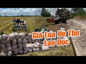 Lao Dốc Giá Lúa Hè Thu Đồng Cờ Đỏ, Gặp Máy Cắt YANMAR Độ Kèn Cực Ngầu