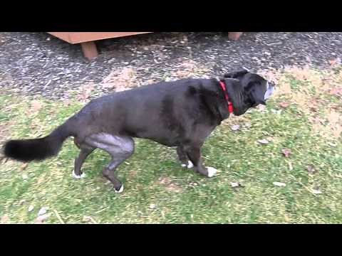 Before and After Haley's CCL Knee Surgery