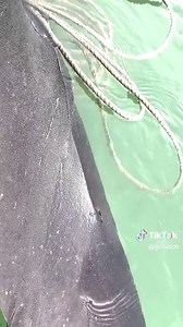 Greenland shark rescue at sea: watch the moment it needed help