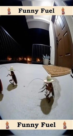 When the Roaches Start a Mexican Dance Party 💀🎶 #funnyshorts