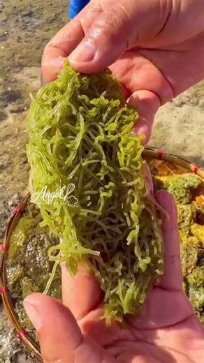 Sea hares eggs “lokut” 🤤🌊 #artculinaire #food #cooking #foodpassion #seafood #yummmy #bonnecuisine