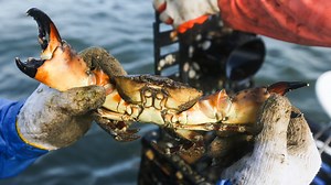 Poachers raid recreational stone crab and blue crab traps in Indian River Lagoon